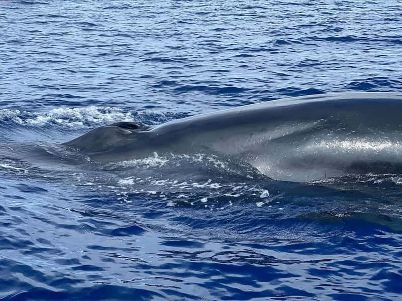 São Miguel, Azores: Whale and Dolphin Watching Tour - The 3.5-hour flow: briefing, search, sightings, and the Vila Franca return loop
