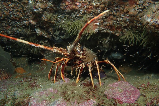 Scuba Diving Albufeira-Double Dive Trip - The two underwater sessions: boat briefing, timing, and 60 bar limits