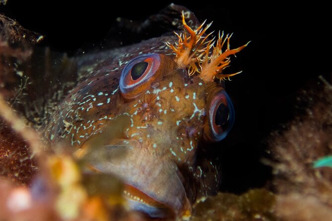 Scuba Diving Albufeira-Double Dive Trip - Price and value: what you really get for around $101.59