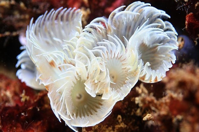 Scuba Diving Albufeira-Double Dive Trip - Check-in and paperwork: RTCW, medical questions, and your certification