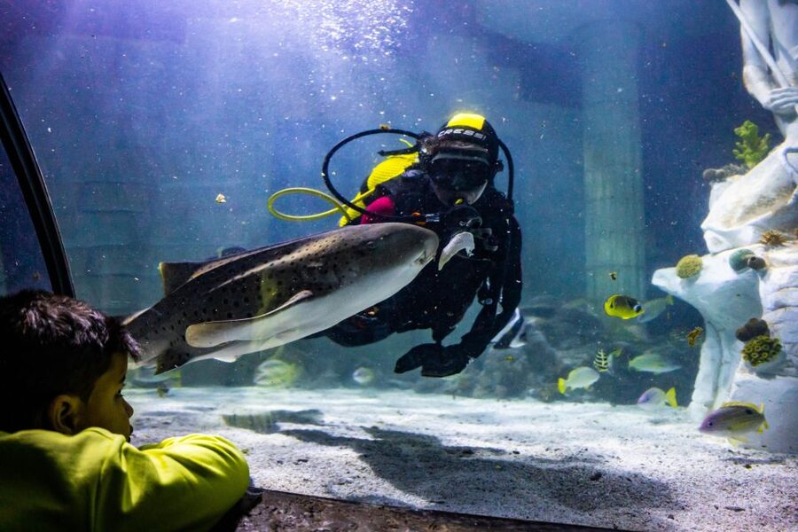 SEA LIFE Porto Full-Day Entrance Ticket - Key Highlights You Should Know Before You Go