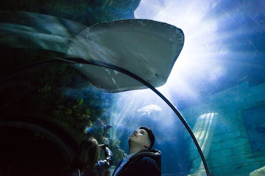 SEA LIFE Porto Full-Day Entrance Ticket - Free Educational Talks and Feeding Demonstrations That Change the Way You Look