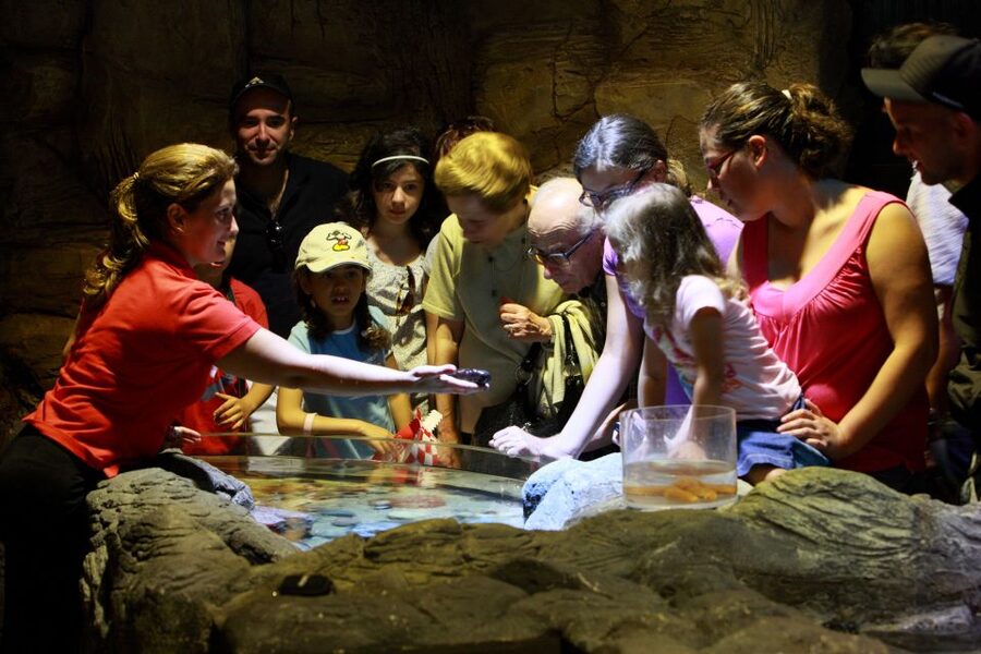SEA LIFE Porto Full-Day Entrance Ticket - Penguin Island Birds in Town, and How That Fits a Full-Day Visit