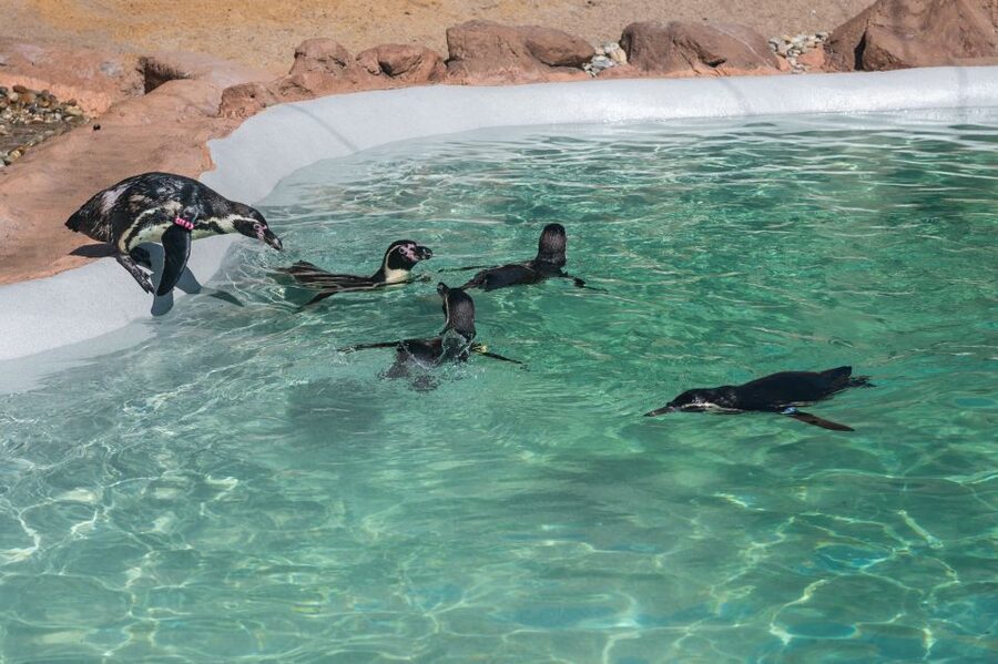 SEA LIFE Porto Full-Day Entrance Ticket - Price and Value for a One-Day SEA LIFE Porto Plan