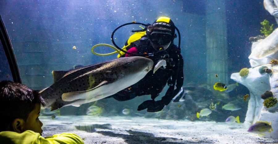 SEA LIFE Porto Full-Day Entrance Ticket - What You Can Expect to See, Cow-Faced Rays Through Green Sea Turtles