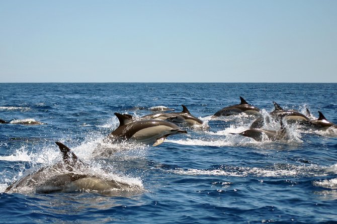 Sealife Sea Safari, Dolphin Watching with Marine Biologist's Lagos - How the dolphin search works during your 90 minutes
