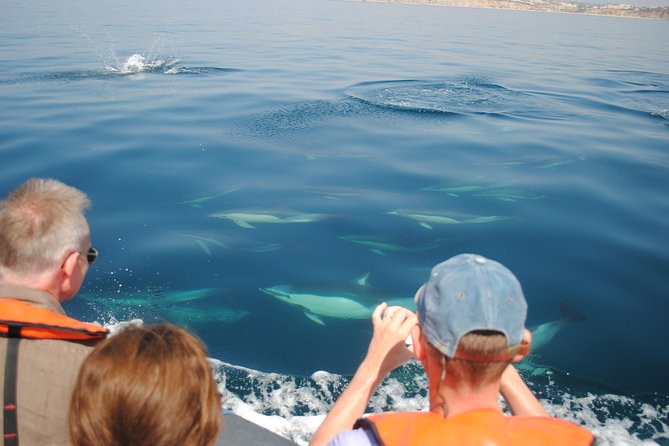 Sealife Sea Safari, Dolphin Watching with Marine Biologist's Lagos - The guide experience: science-led, question-friendly, and human