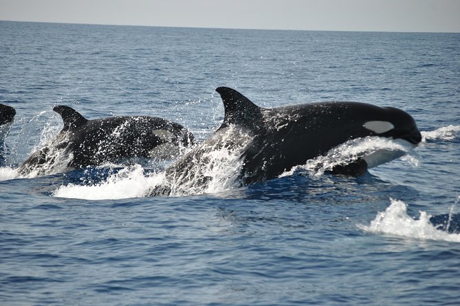 Sealife Sea Safari, Dolphin Watching with Marine Biologist's Lagos - Price and value for a 90-minute Atlantic safari
