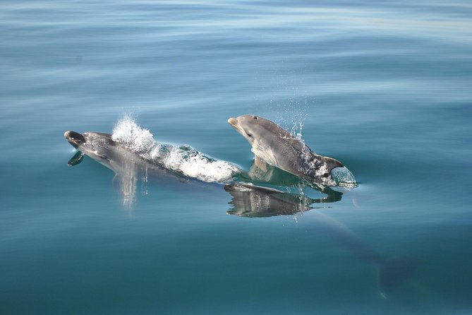 Sealife Sea Safari, Dolphin Watching with Marine Biologist's Lagos - Weather reality in Lagos: plan for cold wind and sea state