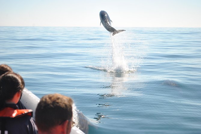 Sealife Sea Safari, Dolphin Watching with Marine Biologist's Lagos - Who should book Sealife Dolphin Watching in Lagos