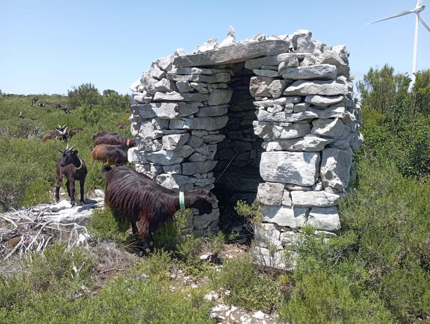 Serra dos Candeeiros : Shepherd for a morning - Key Points Worth Noting Before You Go