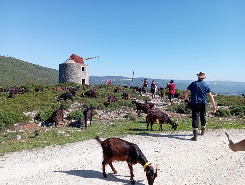 Serra dos Candeeiros : Shepherd for a morning - Serra dos Candeeiros Shepherd Walk: What Makes It Feel Authentic