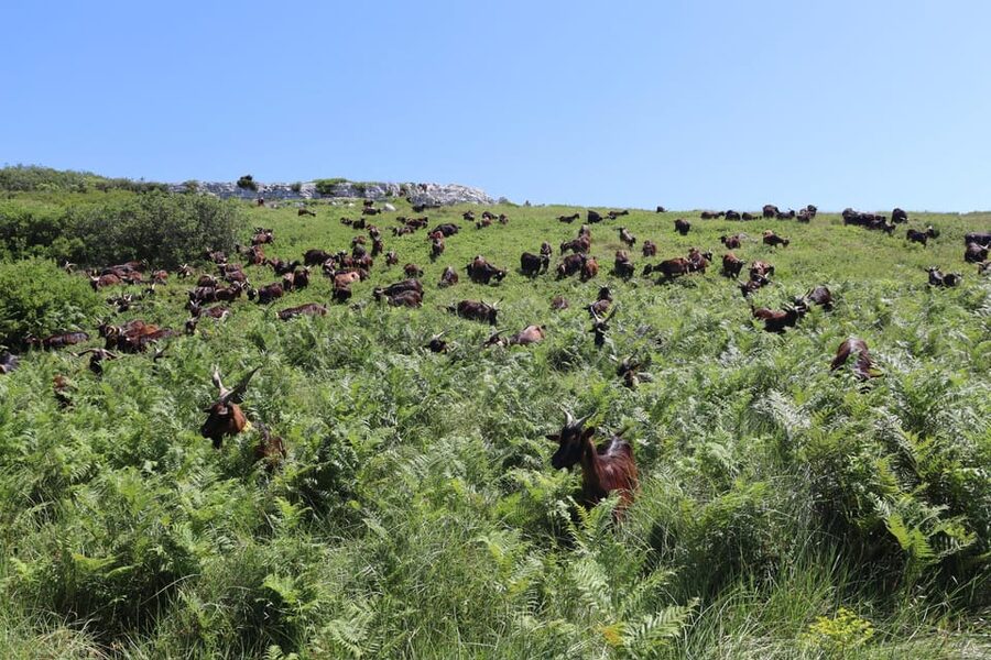 Serra dos Candeeiros : Shepherd for a morning - The Circular 3 km Route and What “Medium” Means in Real Life
