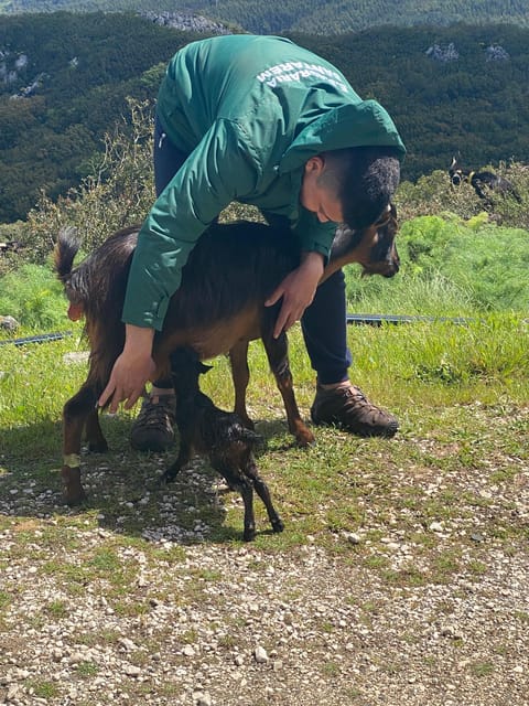 Serra dos Candeeiros : Shepherd for a morning - Should You Book the Serra dos Candeeiros Shepherd for a Morning?