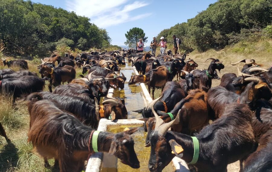 Serra dos Candeeiros : Shepherd for a morning - Starting at Milking Time in Chão, Largo Terra Chã