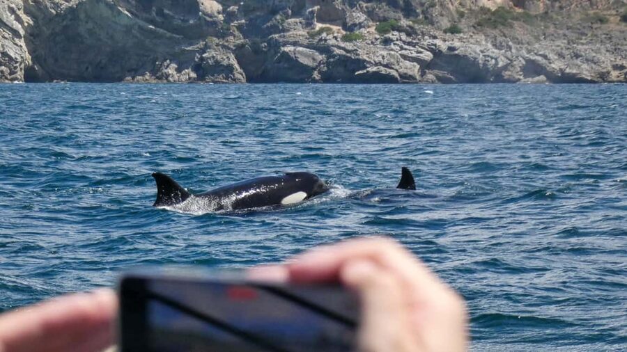 Sesimbra: Arrábida Dolphin and Whale Watching with Biologist - Key highlights to know before you go