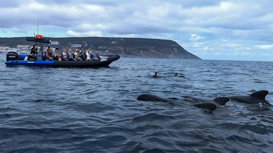 Sesimbra: Arrábida Dolphin and Whale Watching with Biologist - Who should book this tour, and who might want a different plan