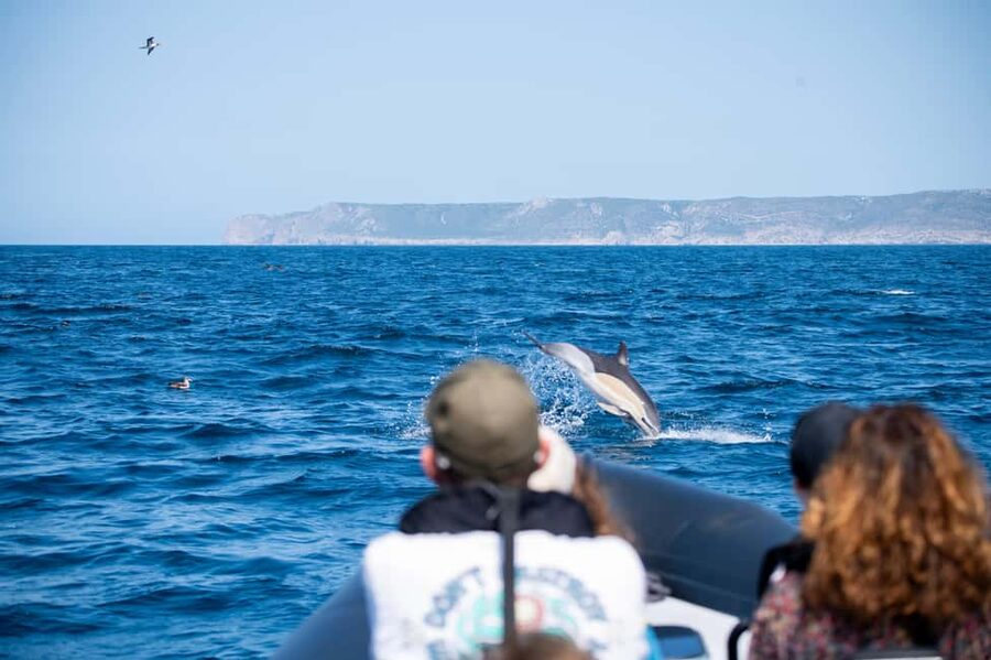 Sesimbra: Arrábida Dolphin and Whale Watching with Biologist - Sesimbra and Arrábida: why this coast feels different