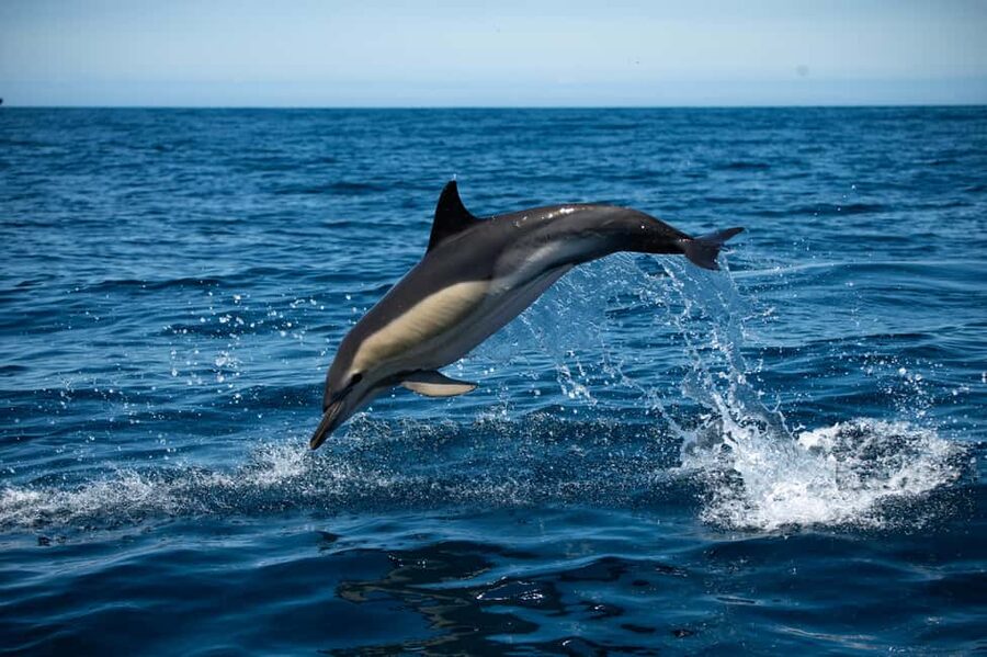 Sesimbra: Arrábida Dolphin and Whale Watching with Biologist - The marine biologist angle: turning a sighting into real understanding
