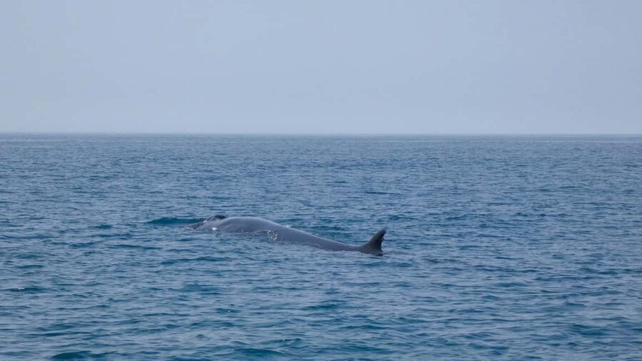 Sesimbra: Arrábida Dolphin and Whale Watching with Biologist - Cruise time in Arrábida: dolphins, possible whales, and the “watching loop”