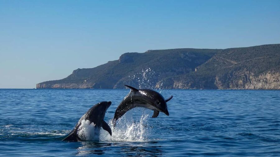 Sesimbra: Arrábida Dolphin and Whale Watching with Biologist - Birdlife and fish action: you will look beyond the big mammals