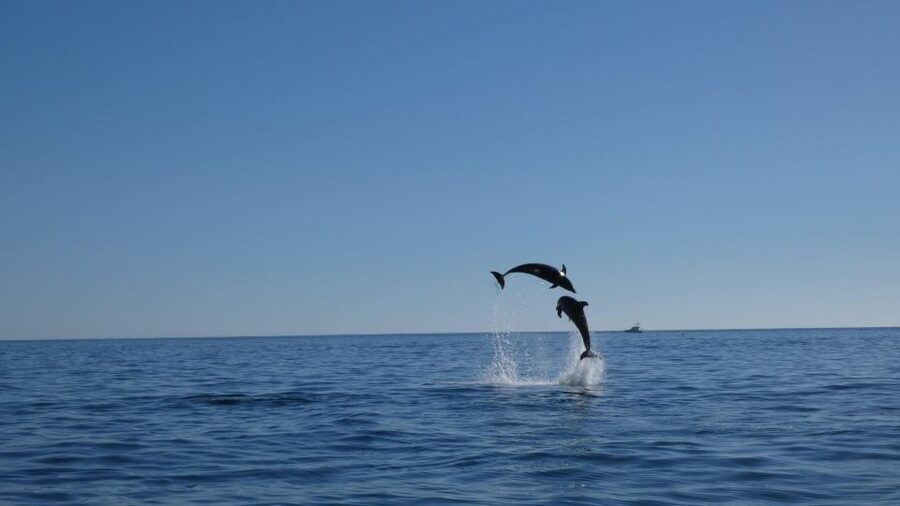 Sesimbra: Arrábida Dolphin and Whale Watching with Biologist - Ribeiro do Cavalo Beach: the highlight swim and snorkel stop