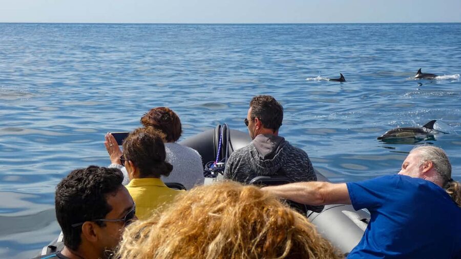 Sesimbra: Arrábida Dolphin and Whale Watching with Biologist - What I think about the price: is $64 worth it?