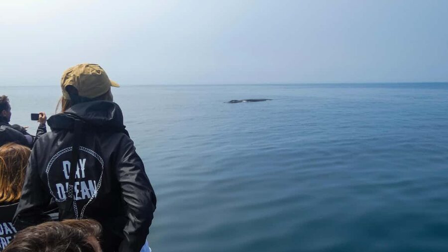 Sesimbra: Arrábida Dolphin and Whale Watching with Biologist - Meeting up fast at the pier, then a safety-first start
