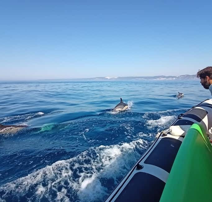 Sesimbra: Dolphin and Whales Watching with Biologist Guide - Whale Odds by Season: Spring and Summer Are Your Best Bet