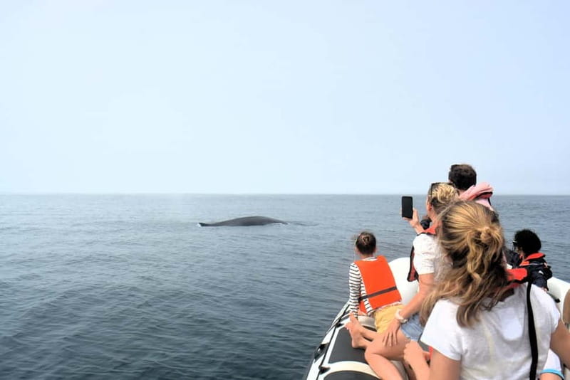Sesimbra: Dolphin and Whales Watching with Biologist Guide - The Secret Bay Snorkel Stop and Why It Feels Like a Bonus Tour