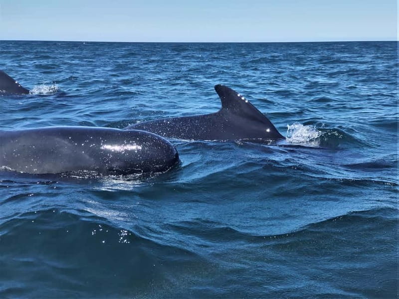 Sesimbra: Dolphin and Whales Watching with Biologist Guide - Coves, Caves, and Moscatel Wine Along the Arrábida Coast