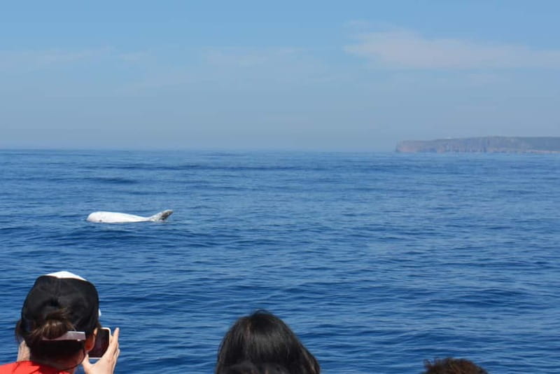 Sesimbra: Dolphin and Whales Watching with Biologist Guide - Who This Tour Suits Best in Sesimbra
