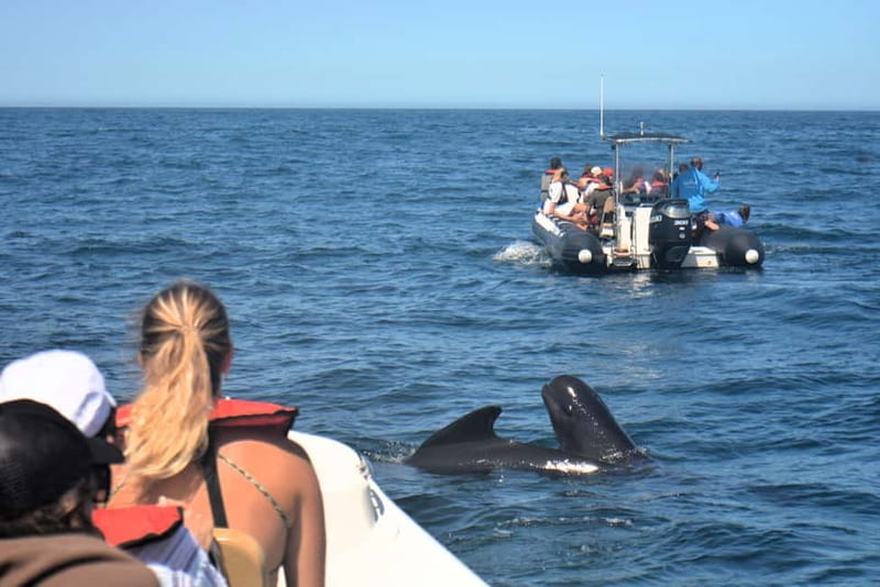 Sesimbra: Dolphin and Whales Watching with Biologist Guide - Arrábida UNESCO Biosphere Reserve, What You Actually Do Out There