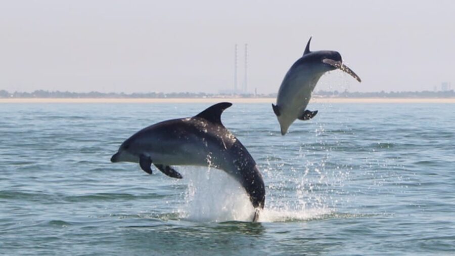 Setúbal and Tróia: Dolphin Watching and Arrábida Bays - Dolphin watching on the Sado: close time, clear rules, respectful distance