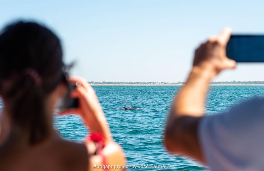 Setúbal: Dolphin-Watching Boat Tour - Key highlights and what matters most