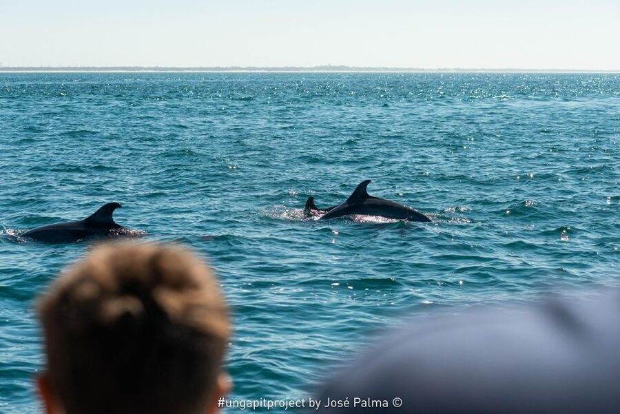 Setúbal: Dolphin Watching Boat Tour - Accessibility and Who This Works Best For