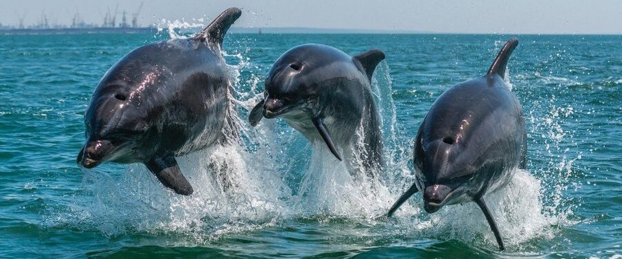 Setúbal: Dolphin-Watching Boat Tour - The Troia Peninsula moment you should not miss
