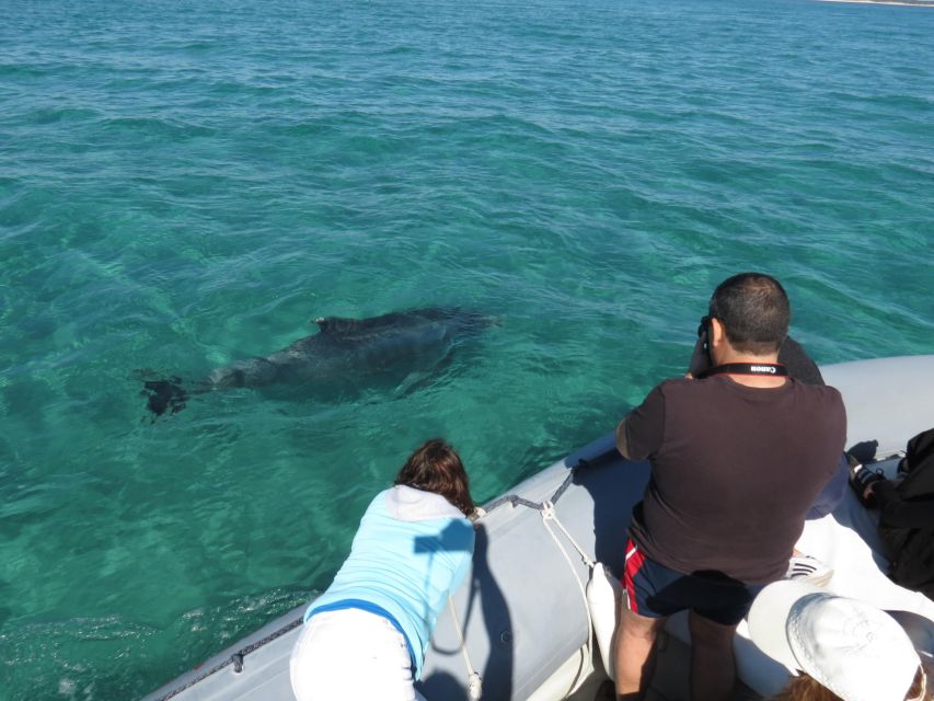 Setúbal: Dolphin-Watching Boat Tour - Should you book the Setúbal dolphin watching cruise?