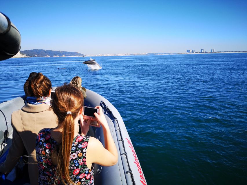 Setúbal: Dolphin-Watching Boat Tour - FAQ