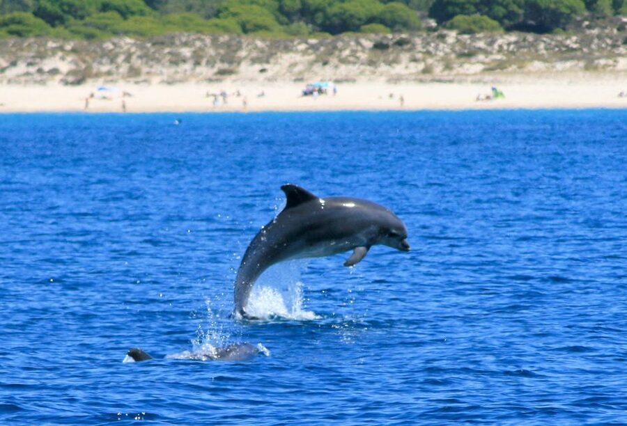 Setúbal: Dolphin Watching Boat Tour - Comfort Tips: Bring a Layer, Think About Sea Spray