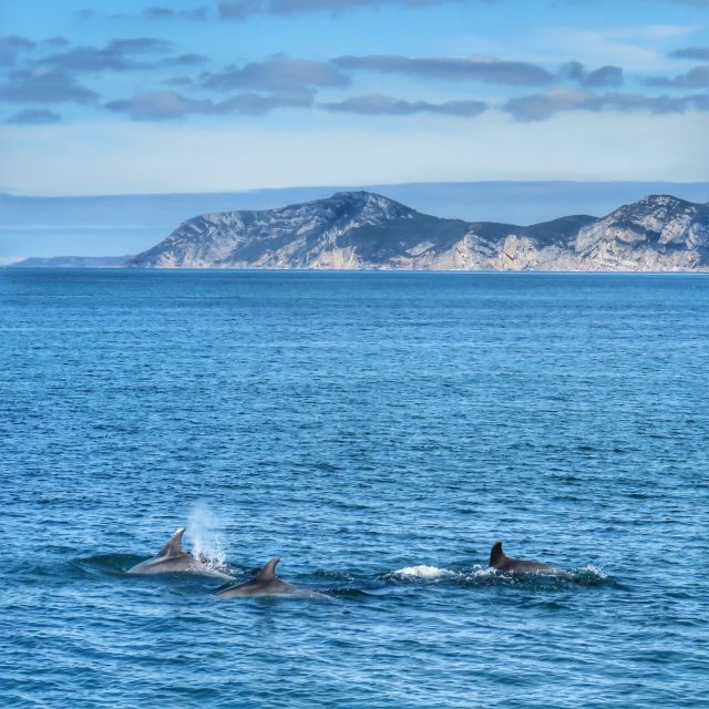 Setúbal: Dolphin Watching Tour - Key things that make this tour work so well