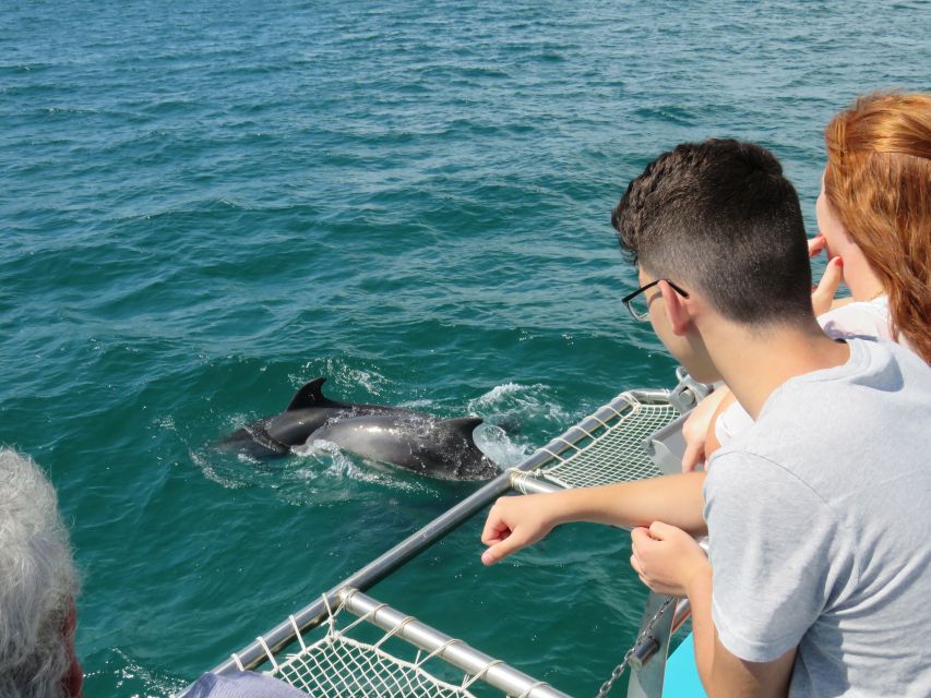 Setúbal: Dolphin Watching Tour - Marine biologists in English and Portuguese: what you learn while you watch