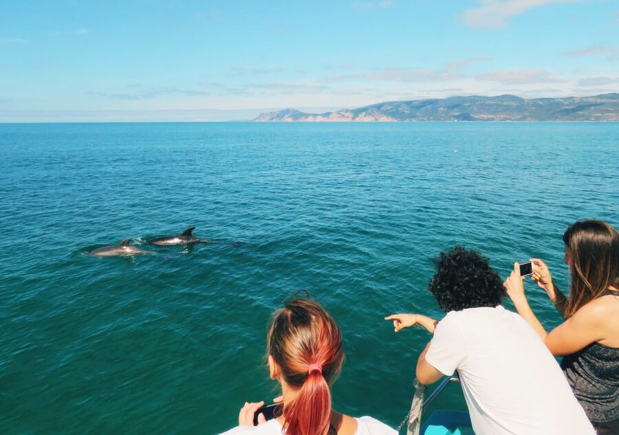 Setúbal: Dolphin Watching Tour - Swim stop: how to make the most of your time in the blue water