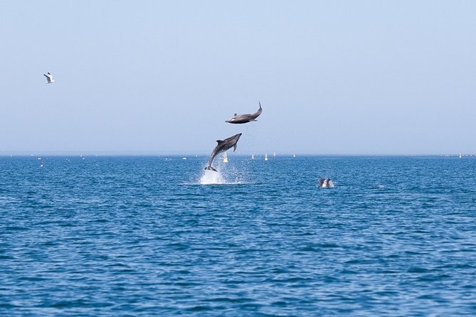 Small Group Dolphin and Wildlife Watching Tour in Faro - Meeting at Ginásio Clube Naval and What Happens Before You Cast Off