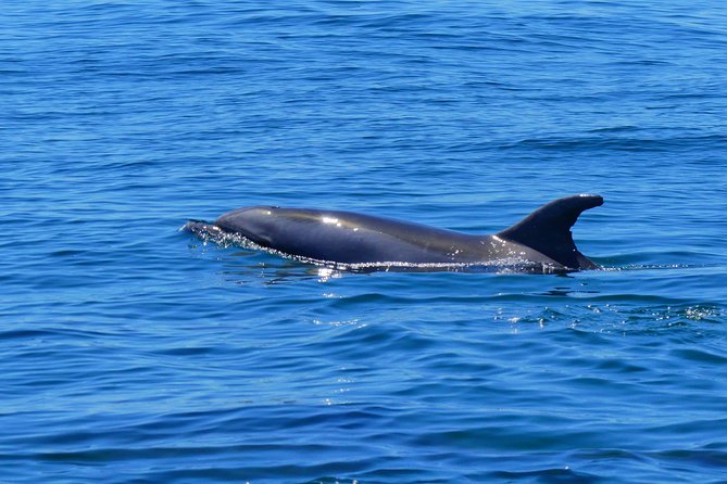 Small Group Dolphin and Wildlife Watching Tour in Faro - Marine Biologists Onboard, How the Dolphin Watching Stays Scientific