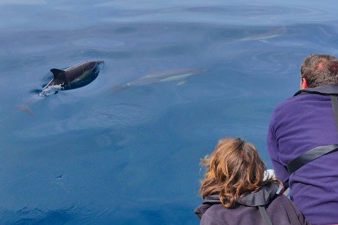 Small Group Dolphin and Wildlife Watching Tour in Faro - What You Might See: Dolphins, Orcas, and Whale Possibilities