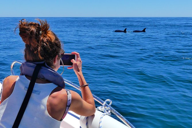Small Group Dolphin and Wildlife Watching Tour in Faro - Birds and Other Sea Life, From Gannets to Mola Mola