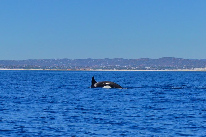 Small Group Dolphin and Wildlife Watching Tour in Faro - Boat Ride Reality: Speed, Safety, and Comfort Tips