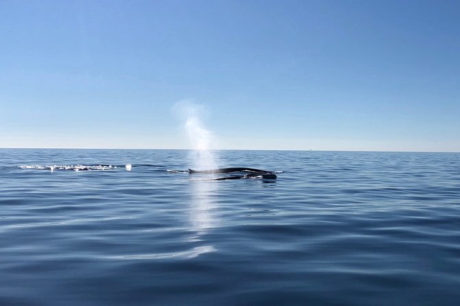 Small Group Dolphin and Wildlife Watching Tour in Faro - Price and Group Size: Getting Real Attention for $66.51