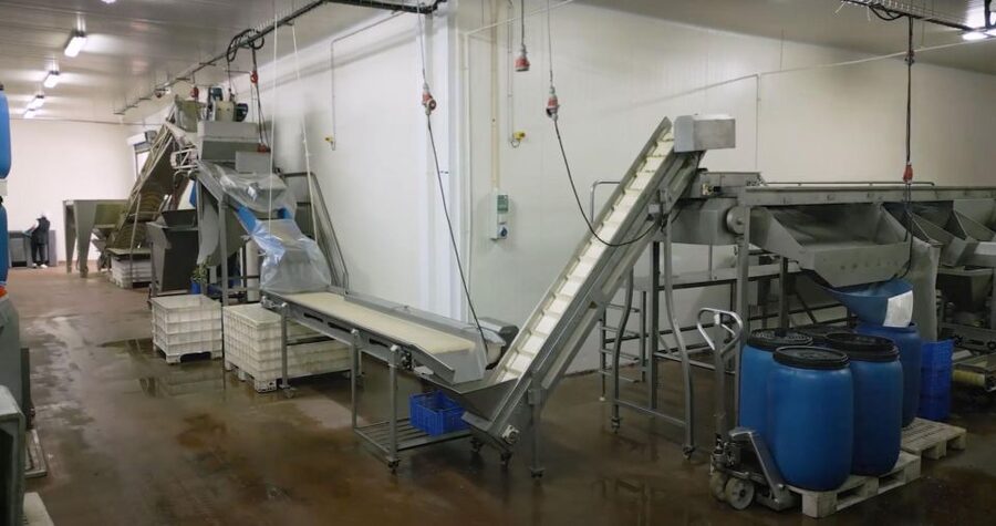 Tavira: Olive Factory Tour and Tasting - Guided Factory Walk: Watching Olives Become Table Food